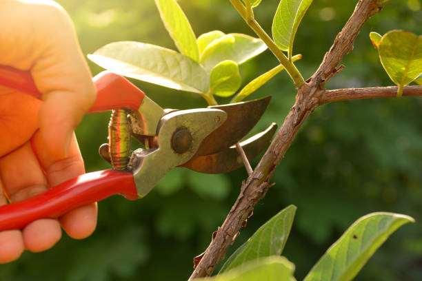 How Our Tree Care Process Works  in  Perryman, MD